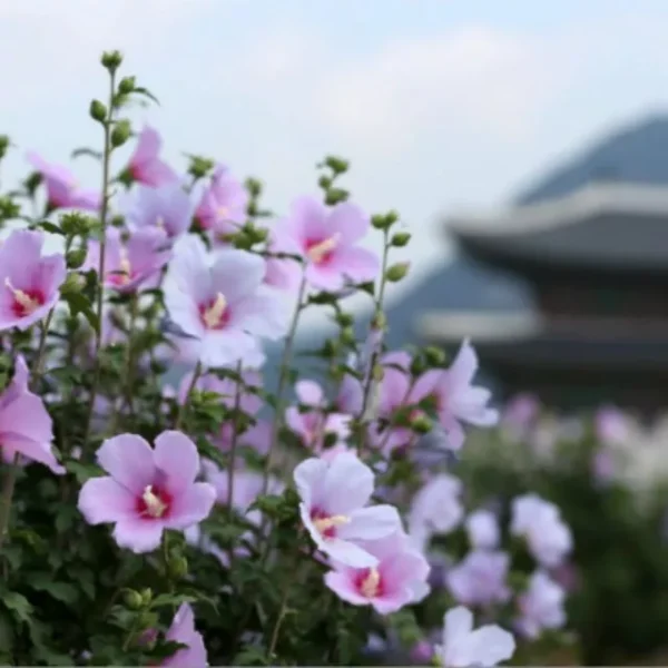 BLOUSE PLUS SIZE S TO 10XL